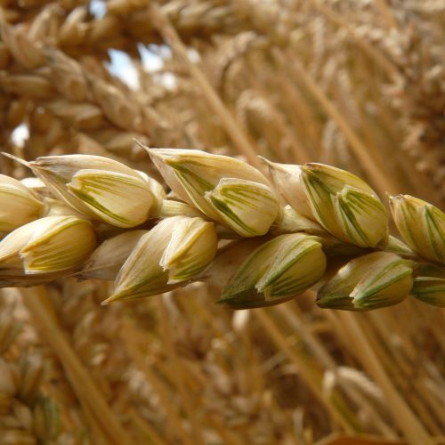 Wheat_field_spike-g91e2482b3_1280