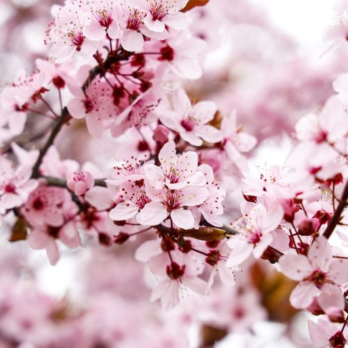 almond-tree-6180802_1280