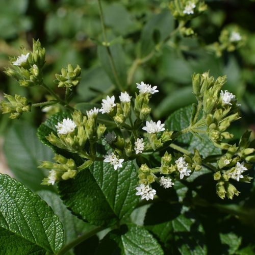 stevia-flowers-against-rose-leaves-g1044fc04f_1280